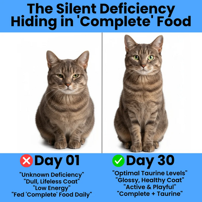 Kittysupps Taurine Powder for Cats, Kitty Supps Taurine Supplement, Grade Amino Acid Supplement for Heart, Vision & Daily Wellness, 200 Grams (1pcs)
